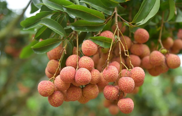Over 3,600 tons of fresh lychee shipped to China via Lao Cai’s int’l border gate